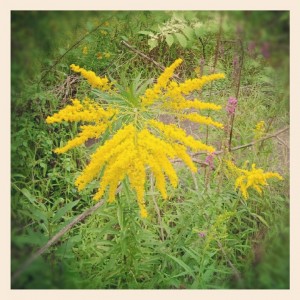 Insta-20120902-008