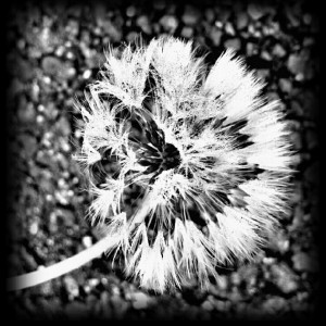 dandelion, b&w