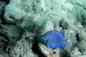 BlueTang